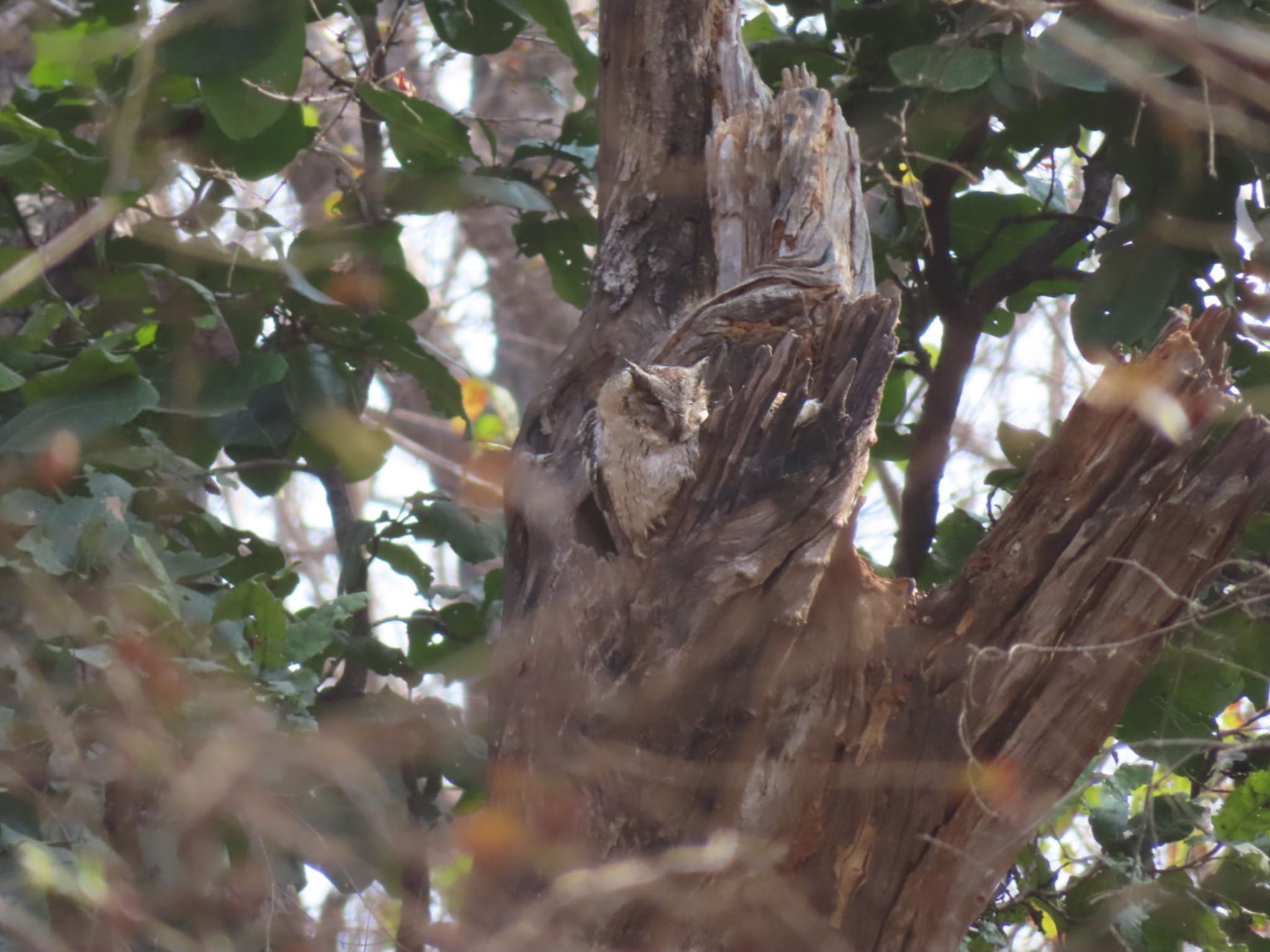 Photo of Indian Scops Owl at Ranthambore National Park by Koryanov