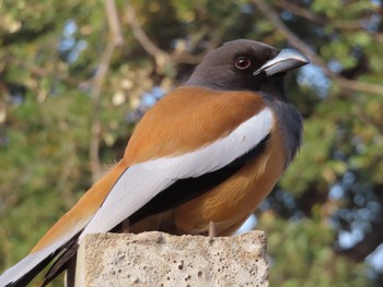 Rufous Treepie Ranthambore National Park Sat, 2/22/2020