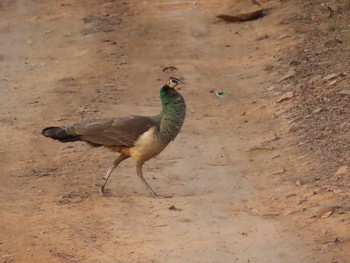 Indian Peafowl Ranthambore National Park Sat, 2/22/2020