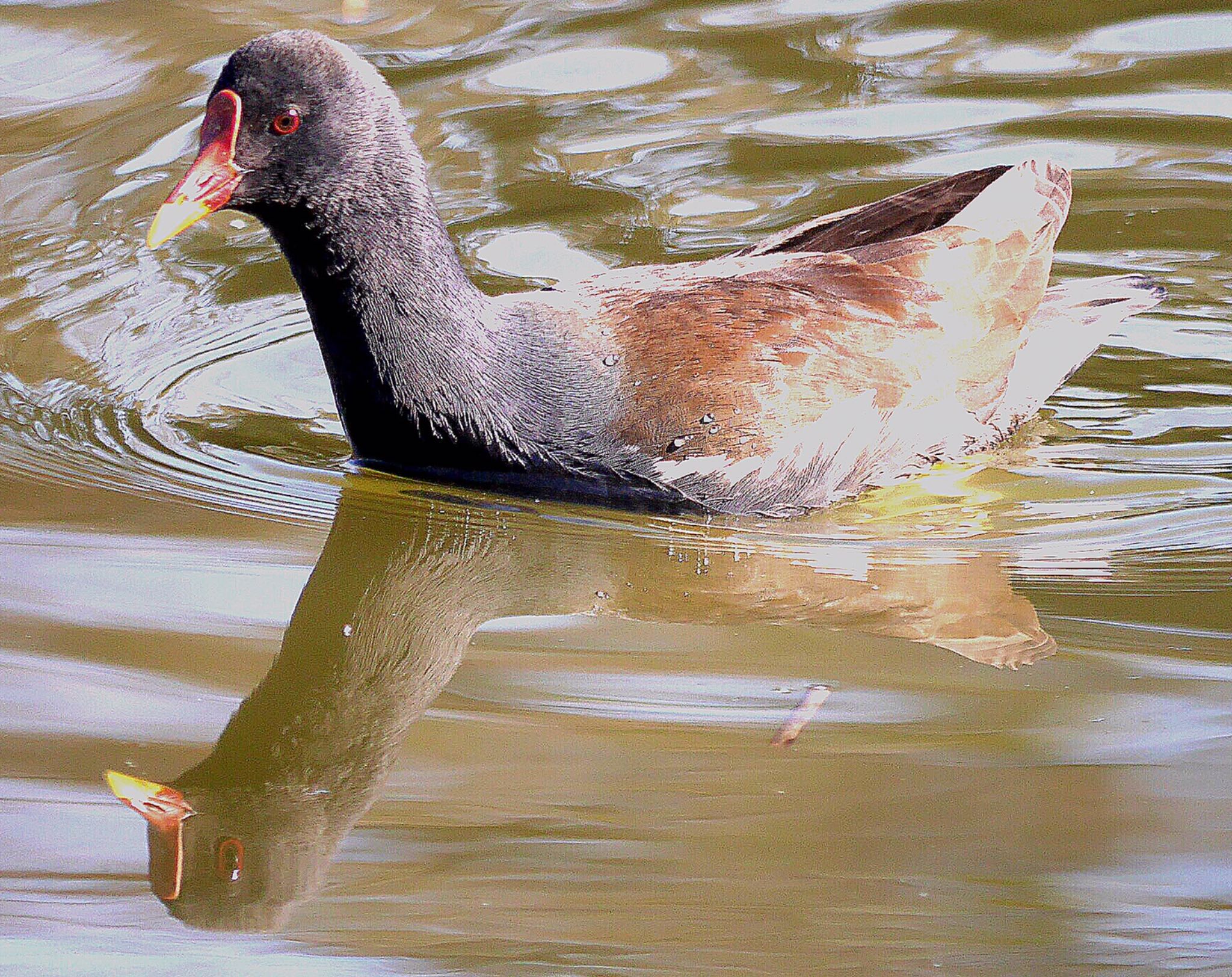 Photo of Common Moorhen at  by champagne(シャンパーニュ)