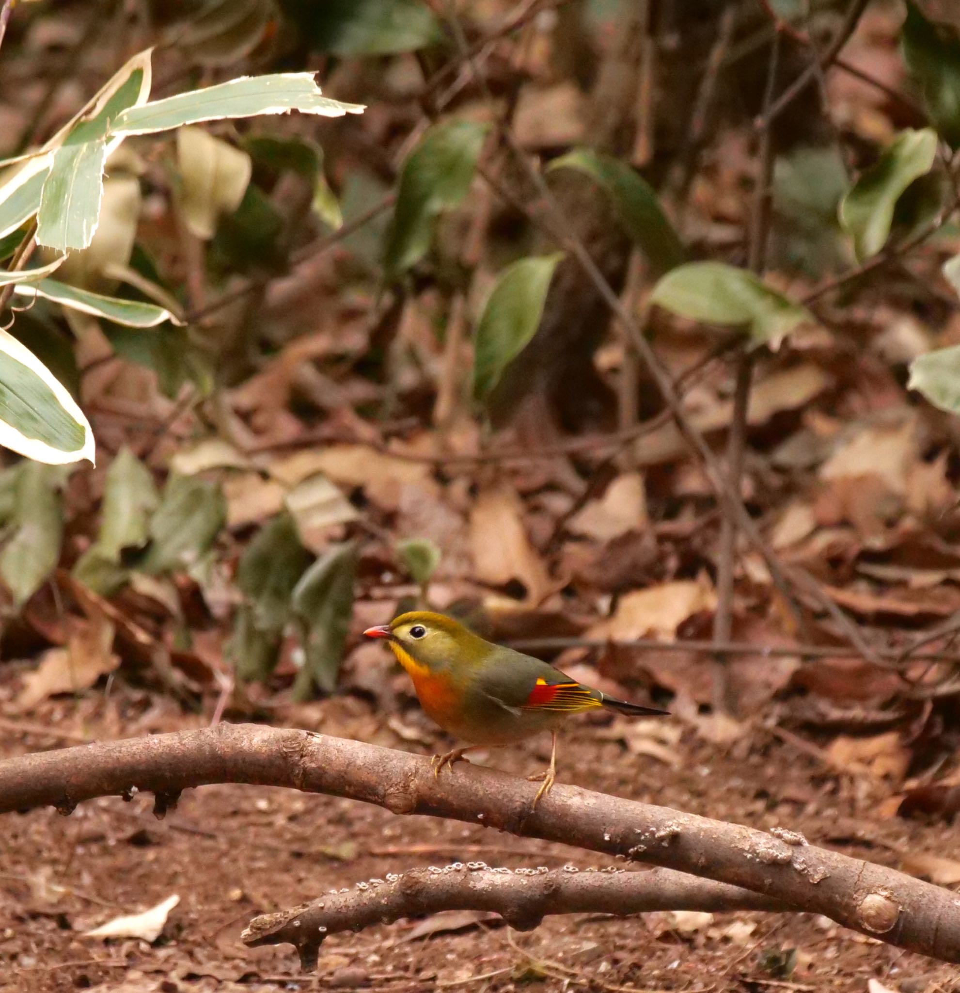 Photo of Red-billed Leiothrix at  by champagne(シャンパーニュ)