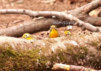 ソウシチョウ 場所が不明 撮影日未設定