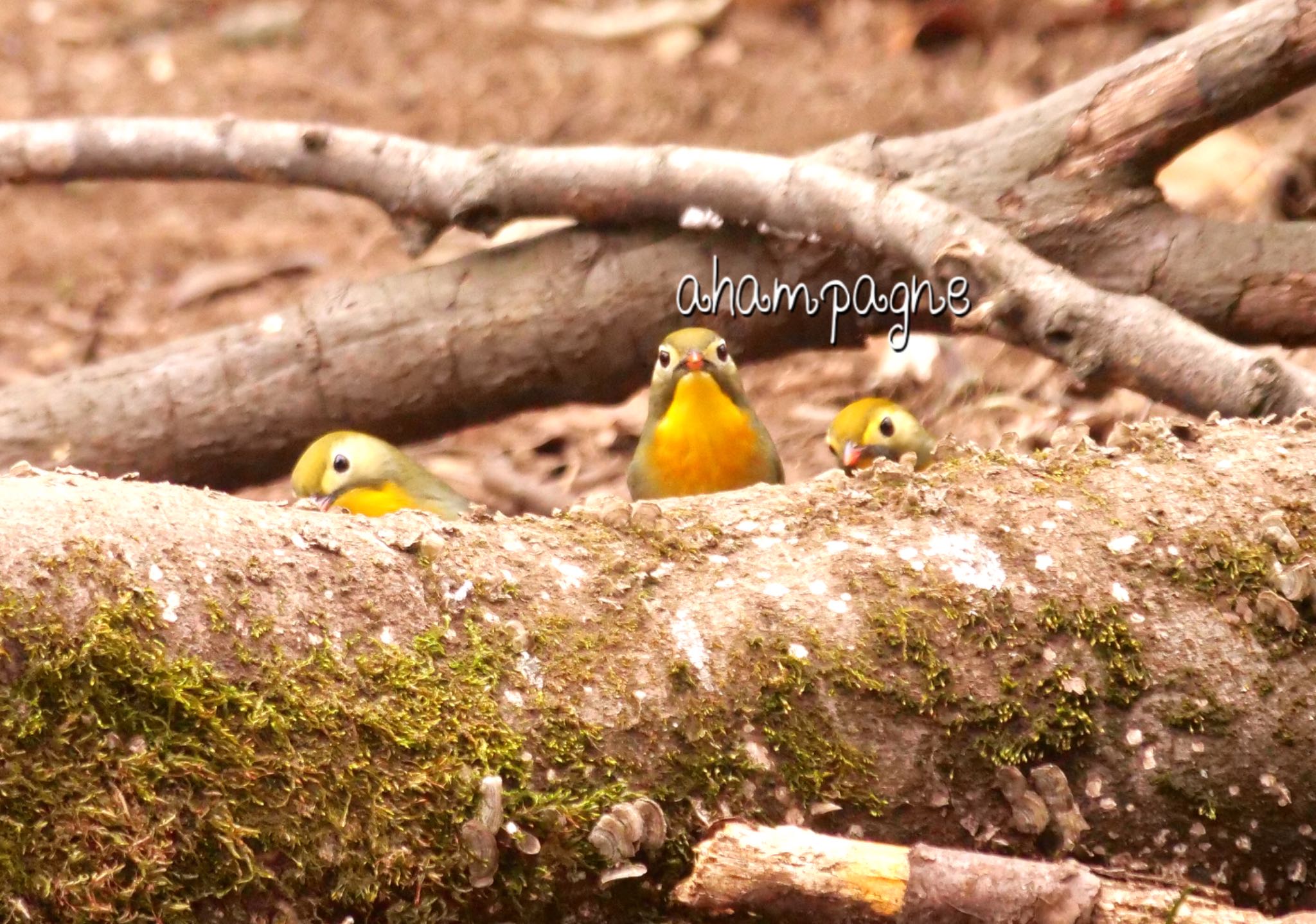 Photo of Red-billed Leiothrix at  by champagne(シャンパーニュ)