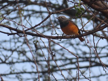 クロジョウビタキ Sultanpur National Park 2020年2月2日(日)