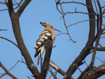 ヤツガシラ Sultanpur National Park 2020年2月2日(日)