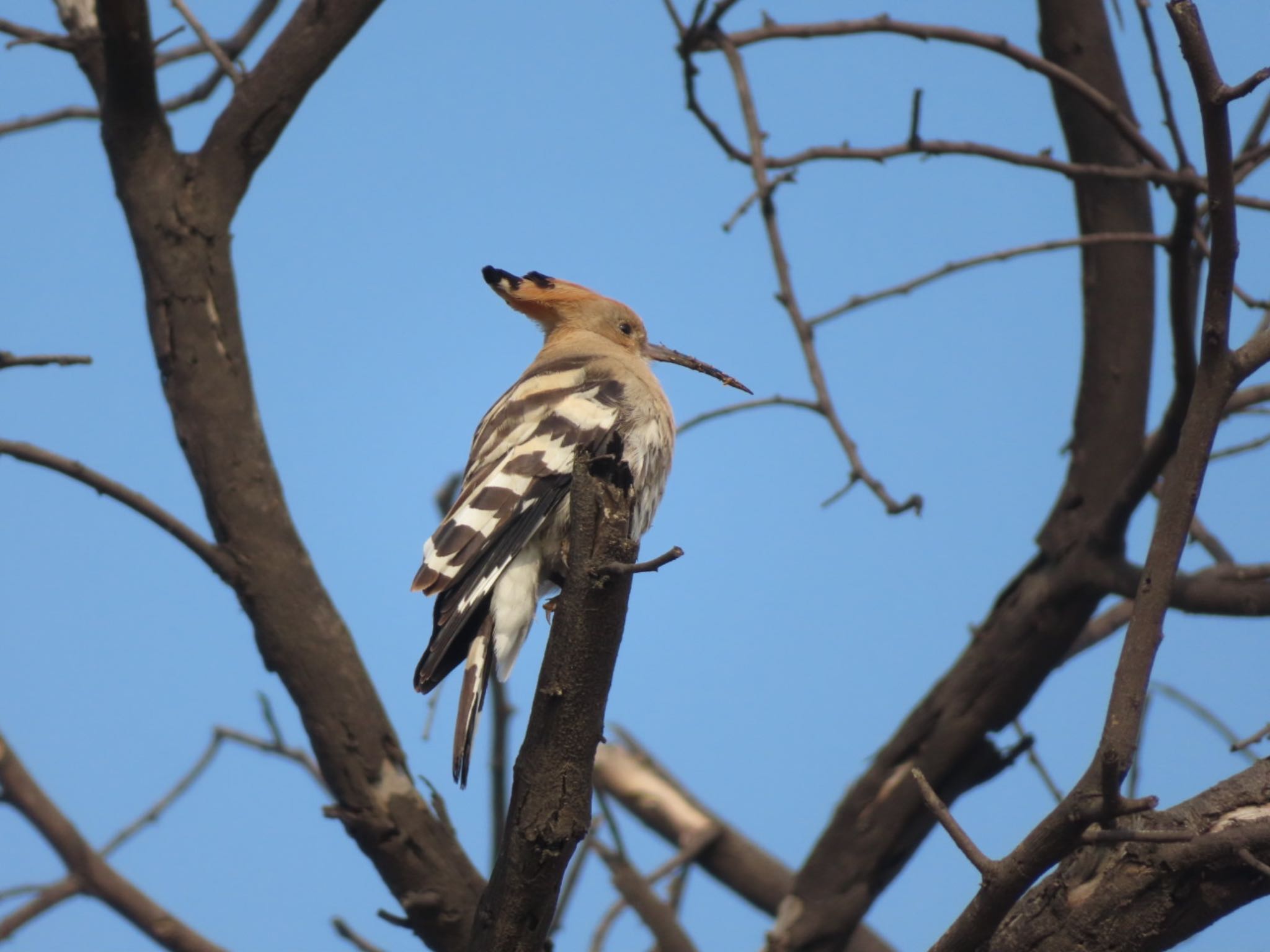 Sultanpur National Park ヤツガシラの写真 by Koryanov