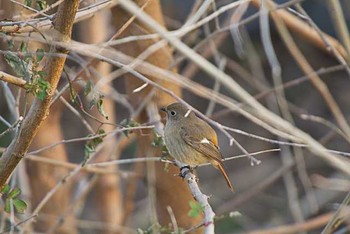 ジョウビタキ 芝川貯水池　芝川 2016年1月27日(水)