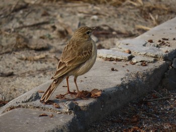 ムジタヒバリ Sultanpur National Park 2020年2月2日(日)