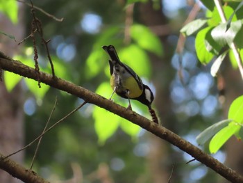 Green-backed Tit プルチョウキ Sun, 1/19/2020