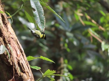 Himalayan Black-lored Tit プルチョウキ Sun, 1/19/2020