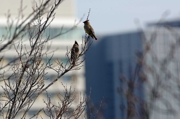 2020年3月13日(金) 大阪城公園の野鳥観察記録