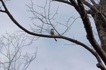 Long-tailed Tit Osaka castle park Fri, 3/13/2020