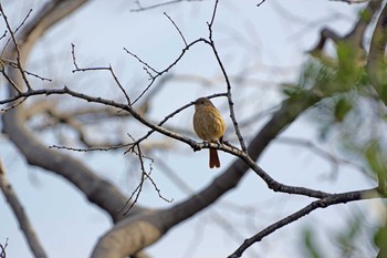 Daurian Redstart Osaka castle park Fri, 3/13/2020