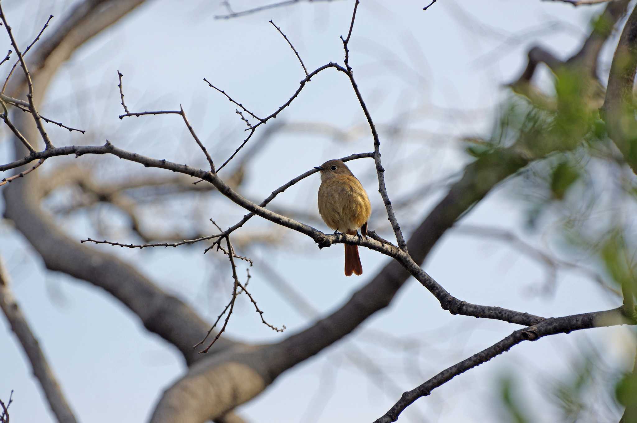 Daurian Redstart