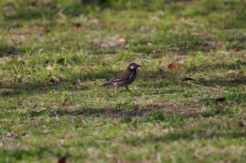 White-cheeked Starling Osaka castle park Fri, 3/13/2020