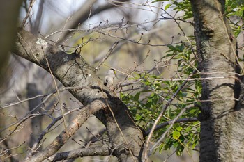 Japanese Grosbeak Osaka castle park Fri, 3/13/2020