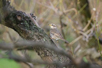 ハチジョウツグミ 大阪城公園 2020年3月13日(金)