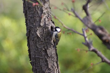 Japanese Tit Osaka castle park Fri, 3/13/2020