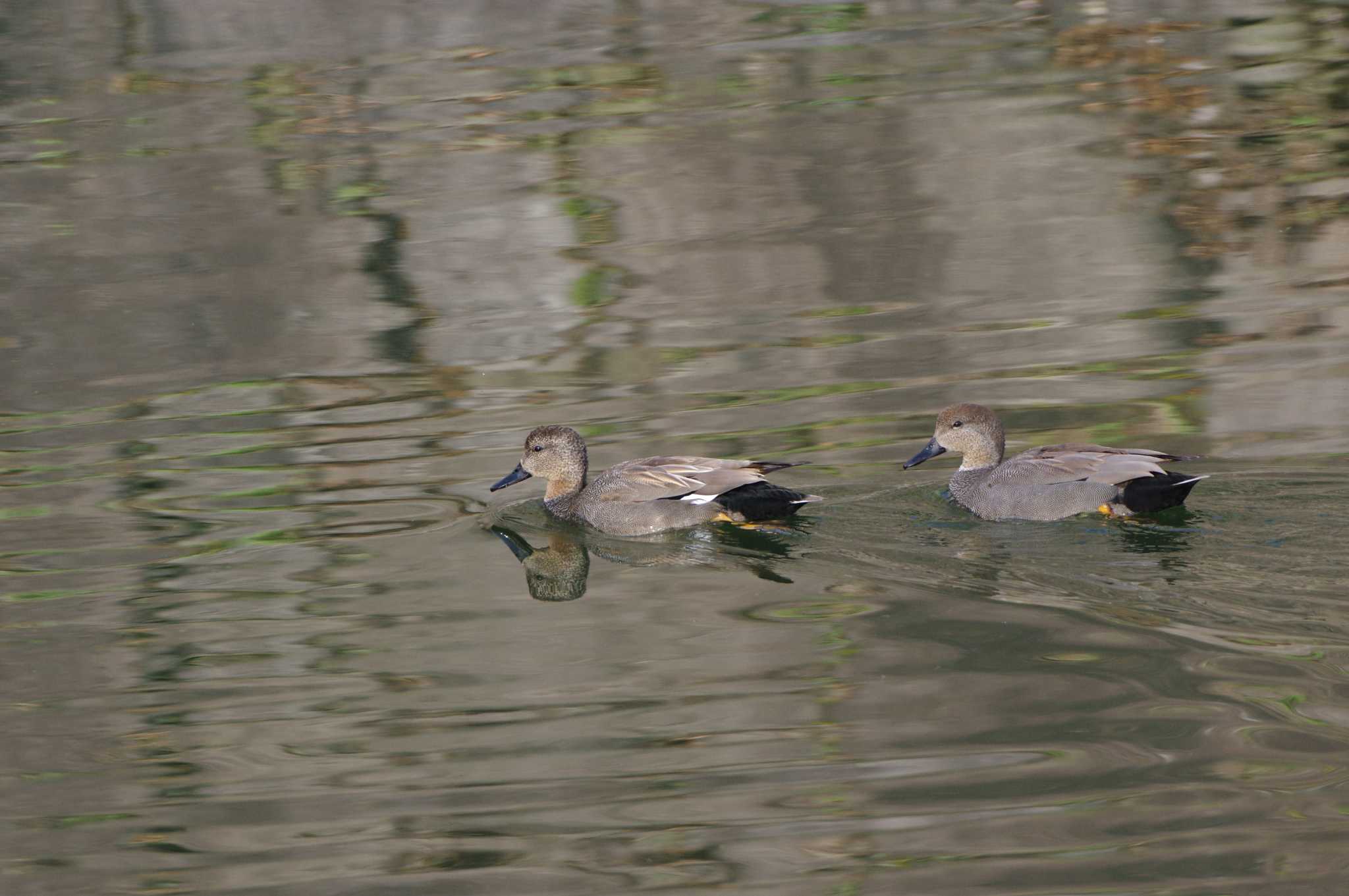 Gadwall