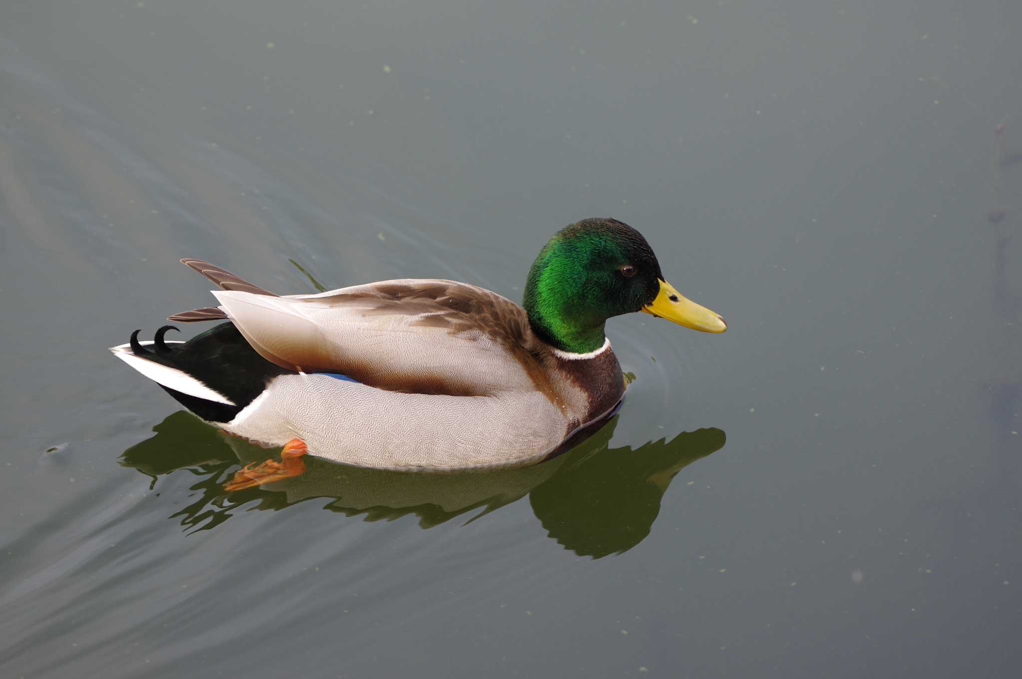 Mallard