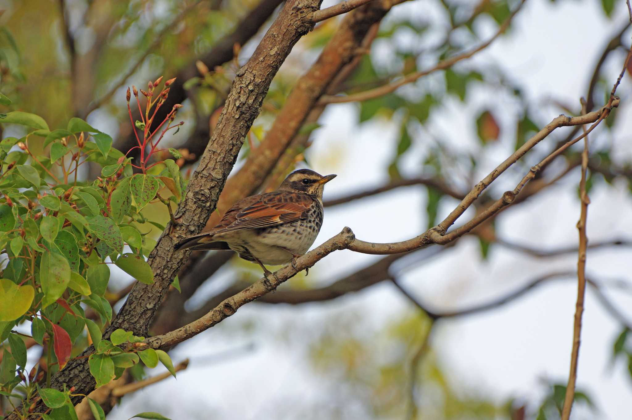 Dusky Thrush