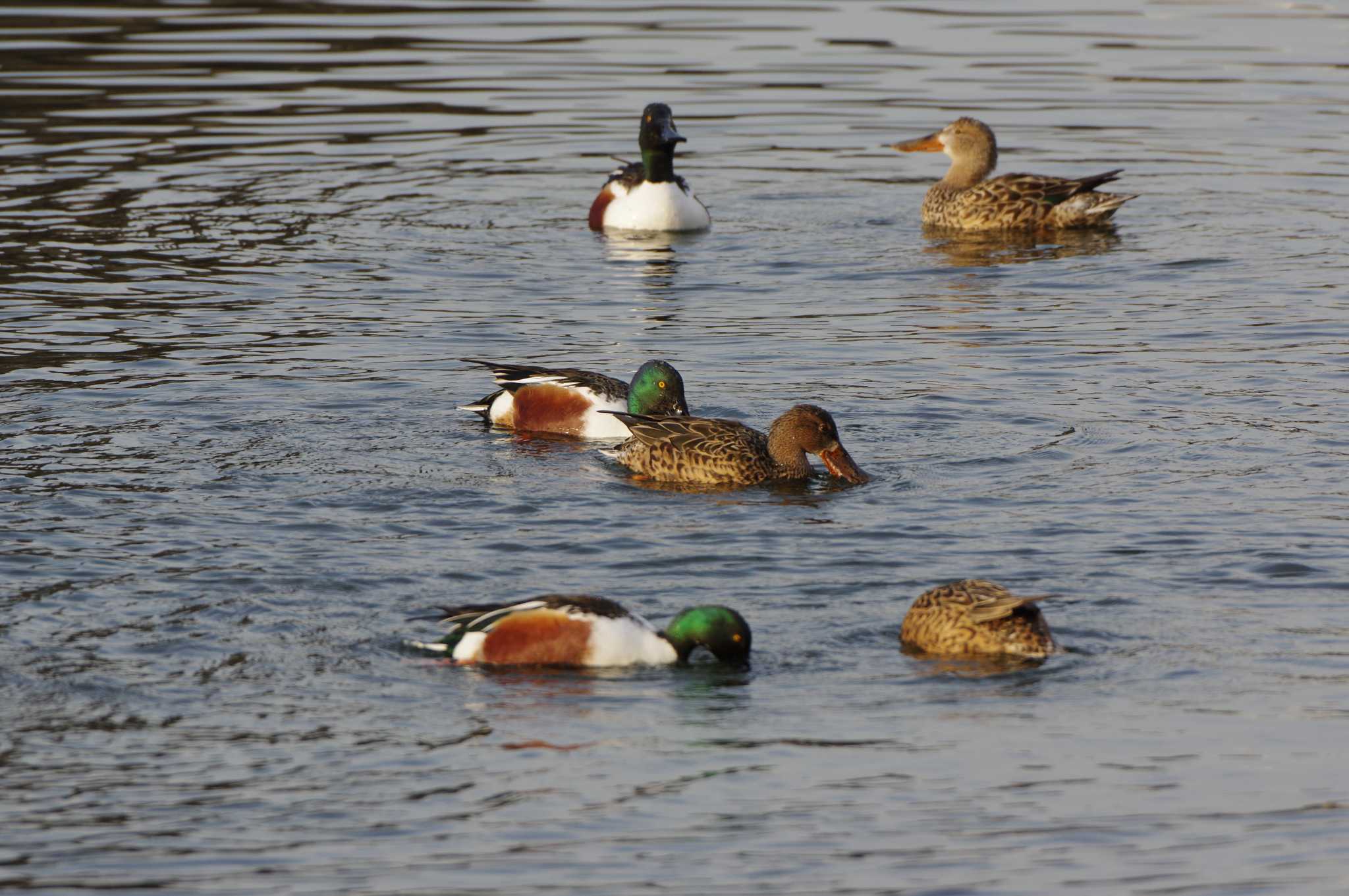 Northern Shoveler