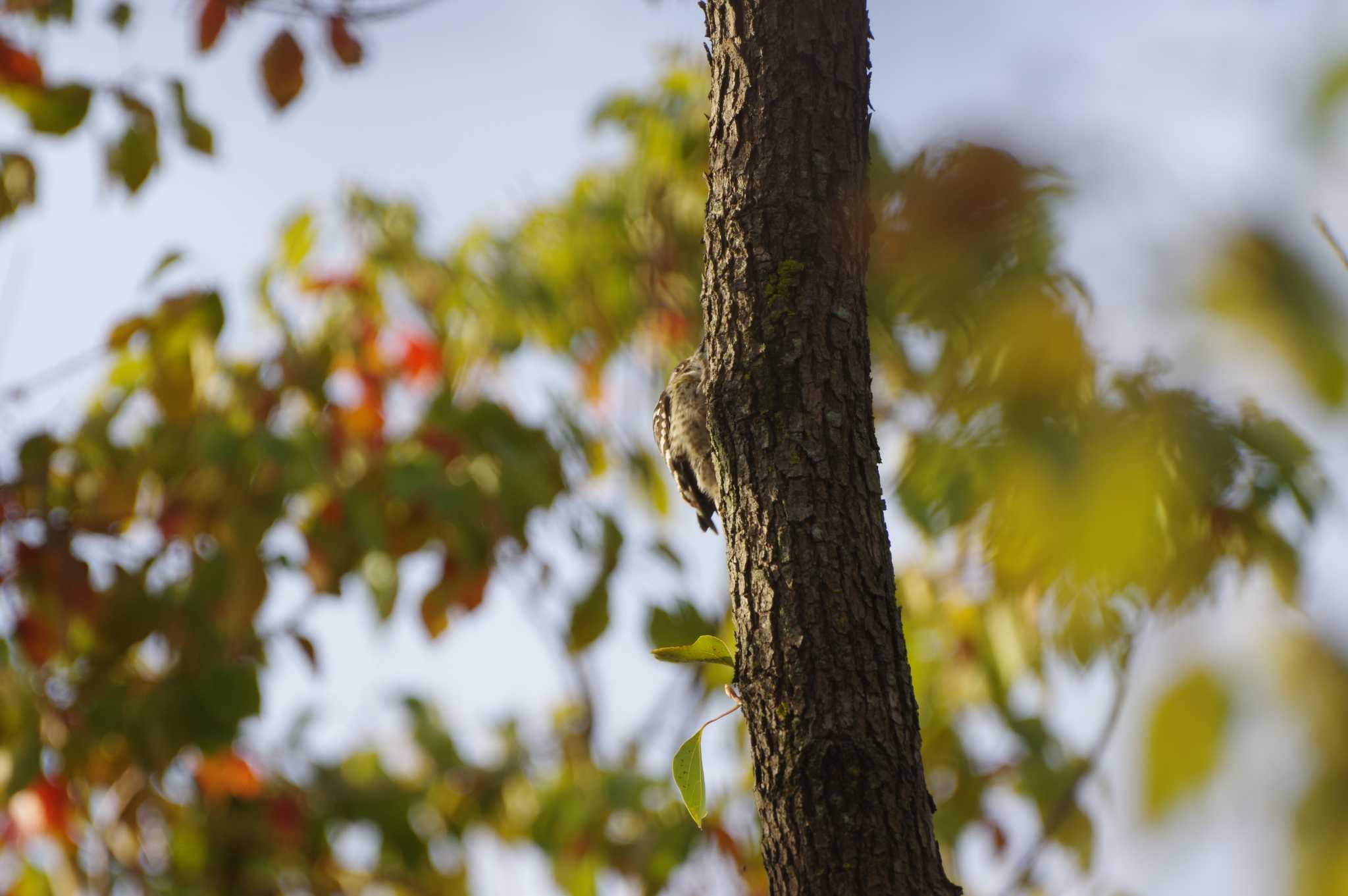 Japanese Pygmy Woodpecker