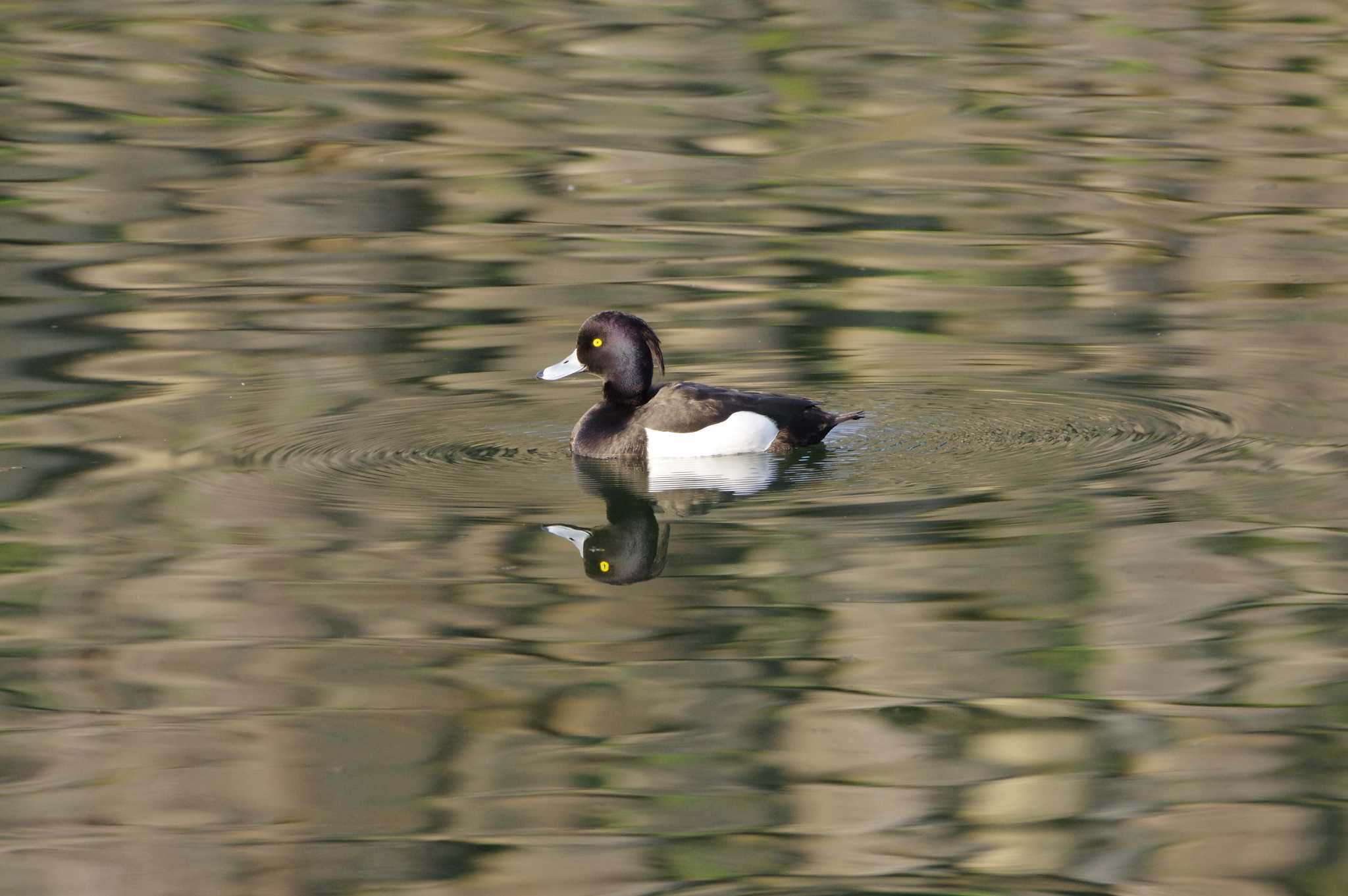 Tufted Duck