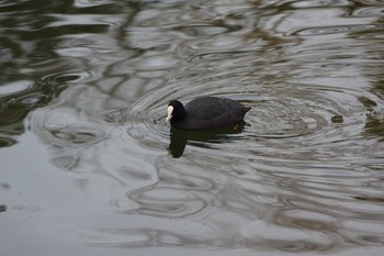 オオバン 大阪城公園 2020年3月13日(金)