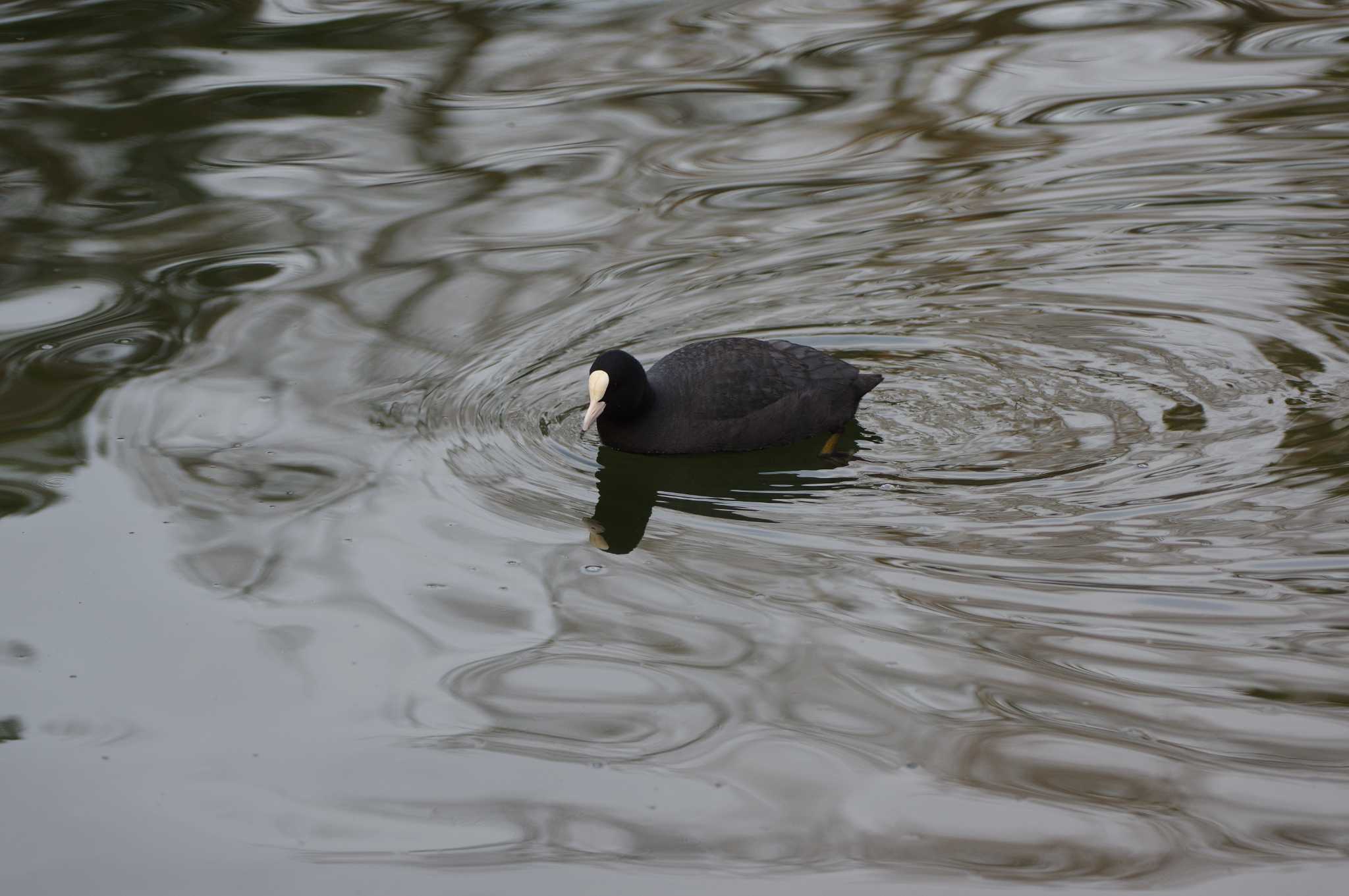 Eurasian Coot