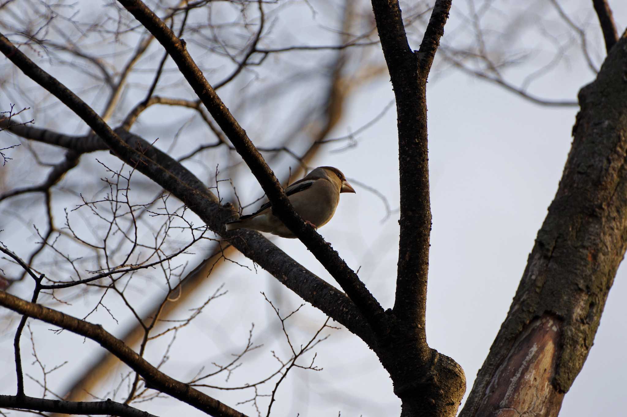 Hawfinch