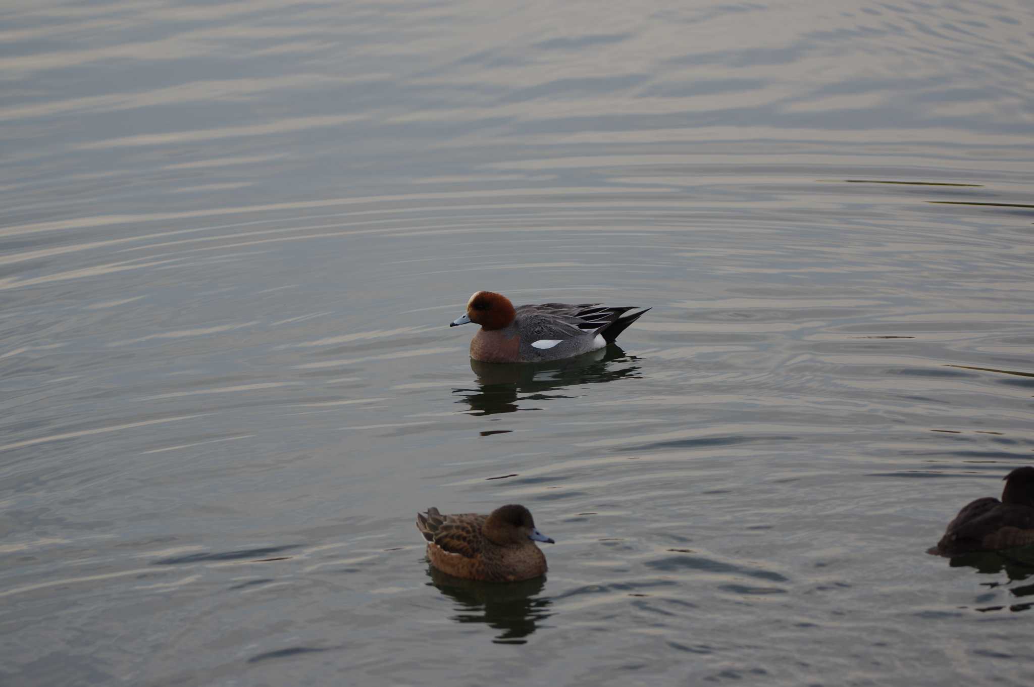 Eurasian Wigeon