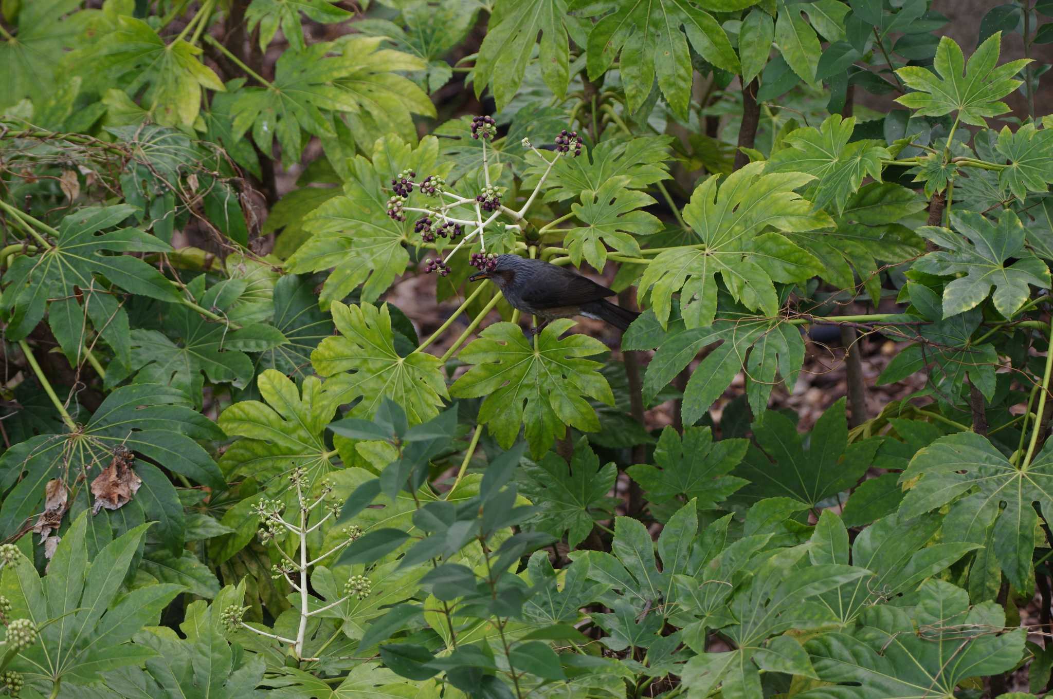 Brown-eared Bulbul