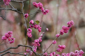 メジロ 大阪城公園 2020年3月13日(金)