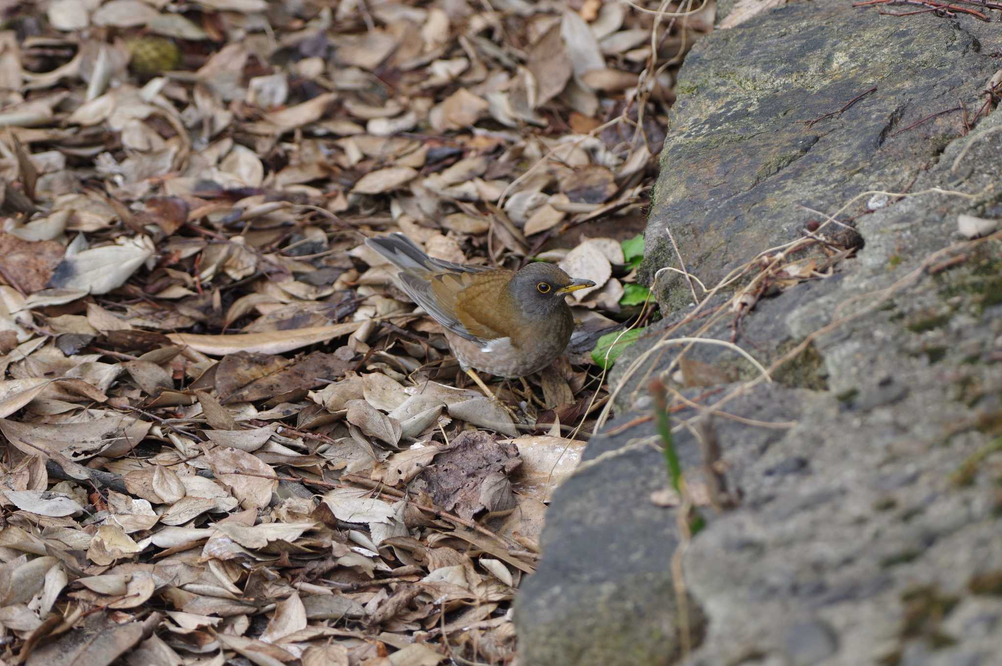 Pale Thrush