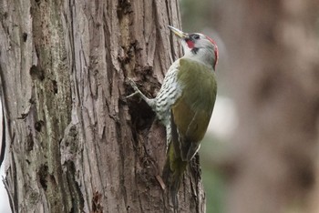 2020年3月13日(金) 座間の野鳥観察記録