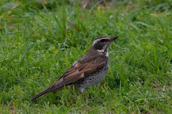 2020年3月14日(土) 西郷川河口公園の野鳥観察記録