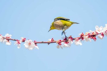 Warbling White-eye 石ケ谷公園 Mon, 3/2/2020