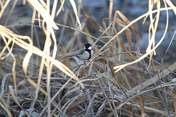 シジュウカラ 芝川貯水池　芝川 2016年1月27日(水)