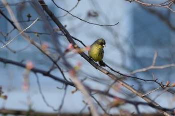 Sun, 3/15/2020 Birding report at 多摩川二ヶ領宿河原堰