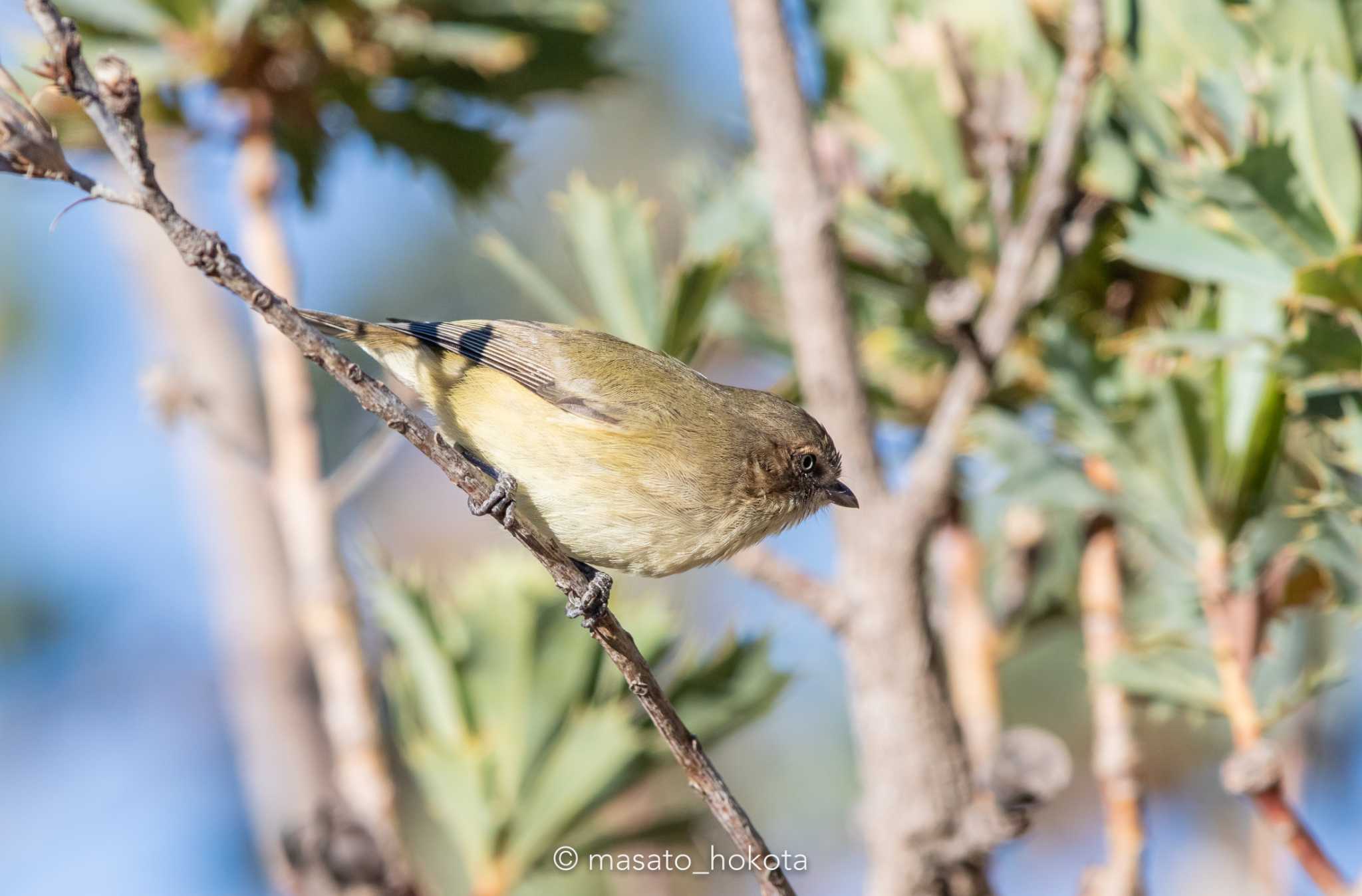 Photo of Weebill at Victoria Dam by Trio