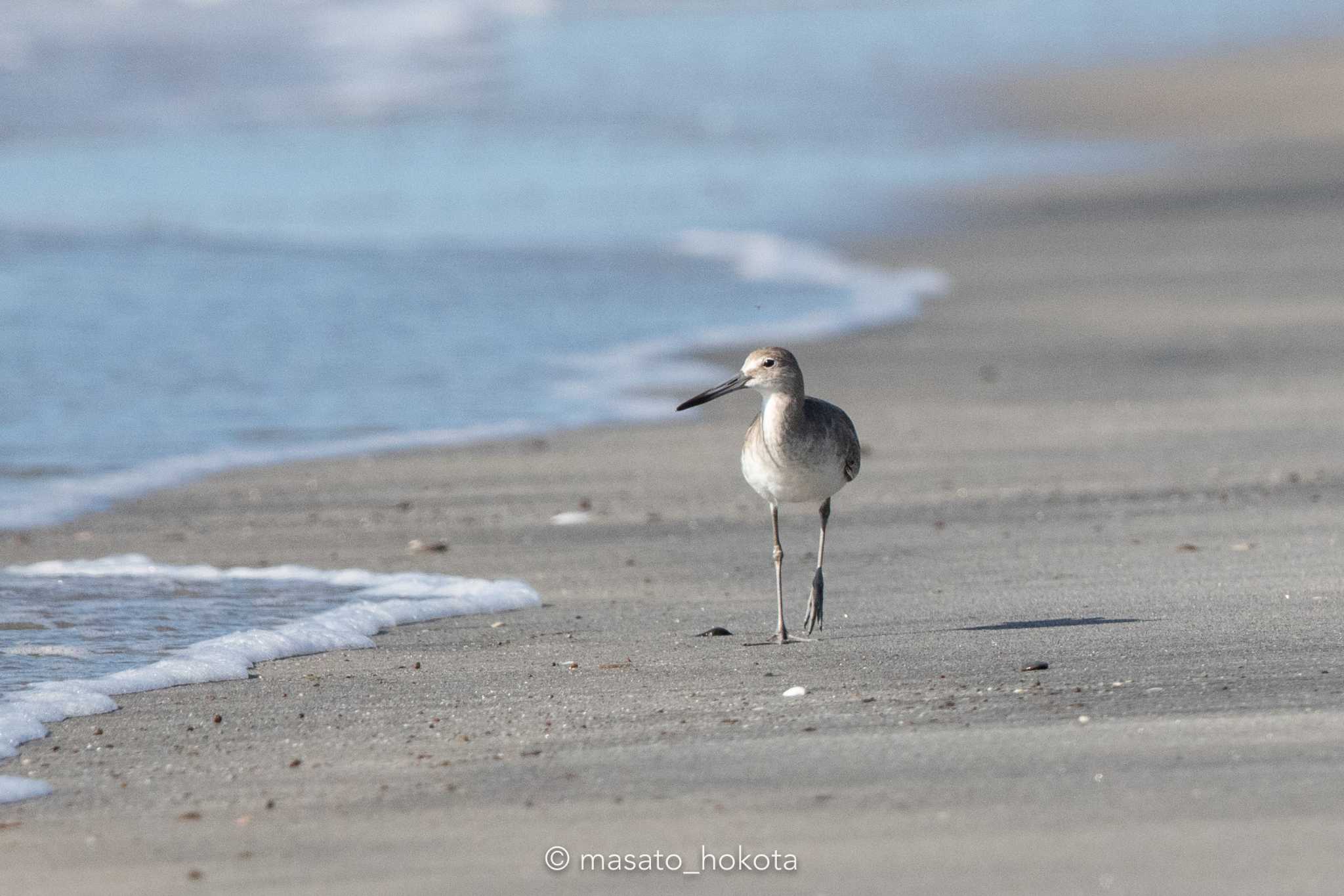 Photo of Willet at El Chiru by Trio