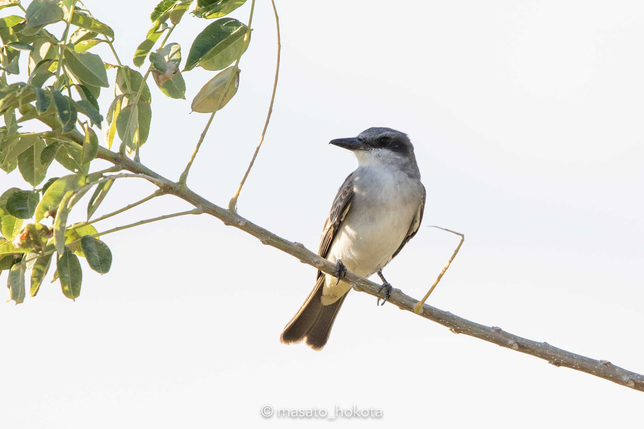 Photo of Grey Kingbird at El Chiru by Trio