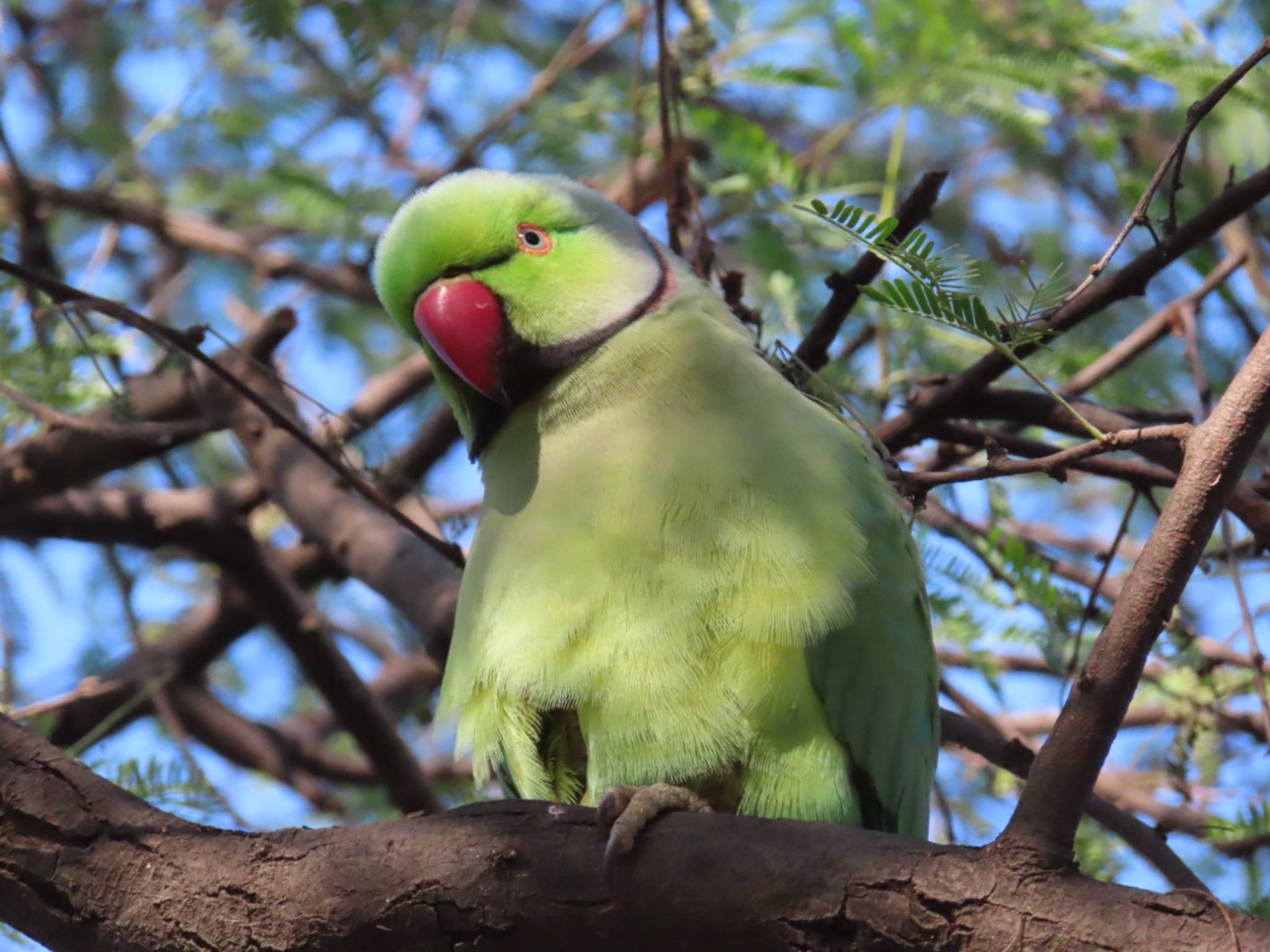 ケオラデオ国立公園 ホンセイインコの写真 by Koryanov