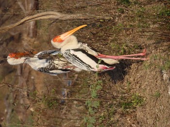 Painted Stork Keoladeo National Park Sun, 1/12/2020