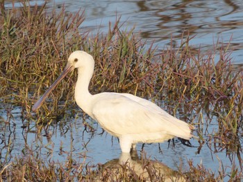 Eurasian Spoonbill Keoladeo National Park Sun, 1/12/2020