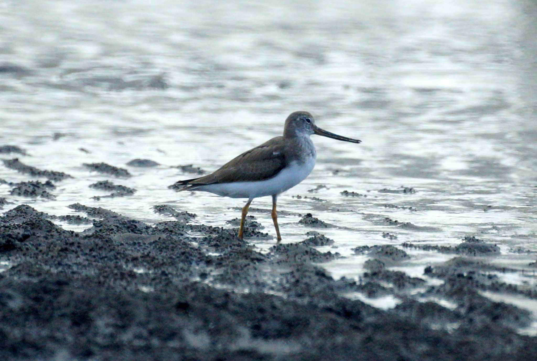 Photo of Terek Sandpiper at 千葉県 by 旭っ子 Ｍ