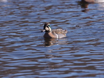 2020年3月15日(日) 見沼自然公園の野鳥観察記録