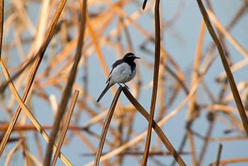 セグロセキレイ 場所が不明 撮影日未設定