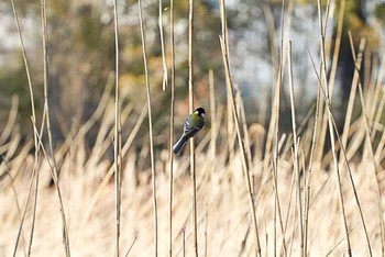 シジュウカラ 水元公園 2016年2月11日(木)